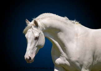 Картинка животные лошади белый конь