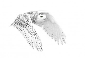 Картинка животные совы полярная сова фон полёт