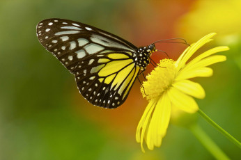 Картинка животные бабочки +мотыльки +моли макро бабочка цветок