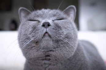 Картинка животные коты британская короткошёрстная кошка улыбка довольная мордочка британец