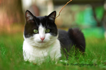 Картинка животные коты трава ушки взгляд кот киса коте кошка