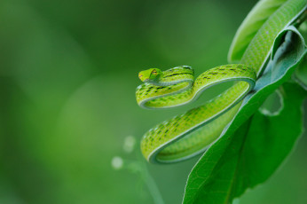 Картинка животные змеи +питоны +кобры зелёная листья змея