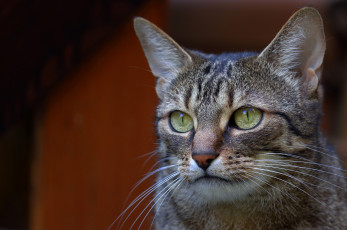 Картинка животные коты взгляд кошка кот коте киса фон