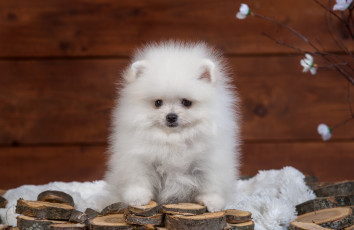Картинка животные собаки щенок пушистый шпиц белый