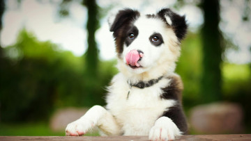 Картинка животные собаки язык щенок собака бордер-колли