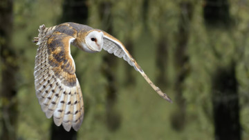 Картинка животные совы barn owl птица