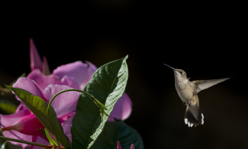 Картинка животные колибри цветок птица полет кроха