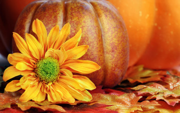 обоя цветы, хризантемы, autumn, harvest, still, life, leaves, pumpkin, осень, листья, урожай, тыква