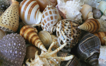 обоя разное, ракушки,  кораллы,  декоративные и spa-камни, раковины, море, лето