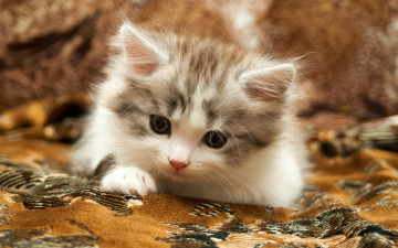 Картинка животные коты котёнок малыш ковёр