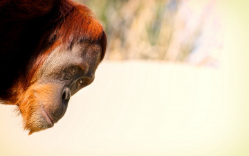 Картинка животные обезьяны орангутанг голова обезьяна