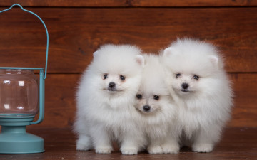Картинка животные собаки лампа пушистый белый трио шпиц