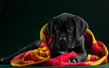 Картинка животные собаки кане-корсо щенок ткань черный