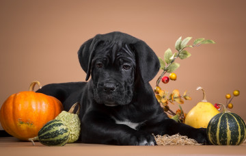 Картинка животные собаки кане-корсо черный серьезный щенок тыква
