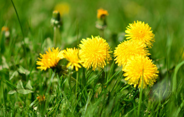 Картинка цветы одуванчики зелень трава желтые боке
