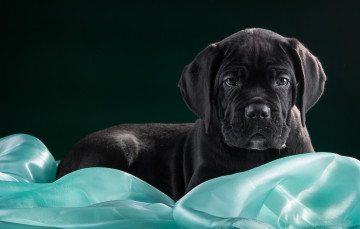 Картинка животные собаки кане-корсо черный щенок ткань