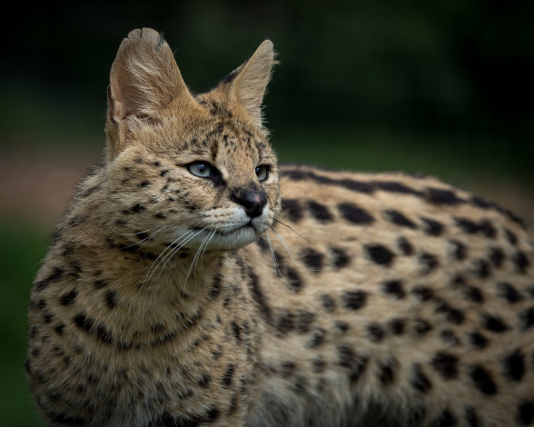 Обои картинки фото serval, животные, сервалы, сервал