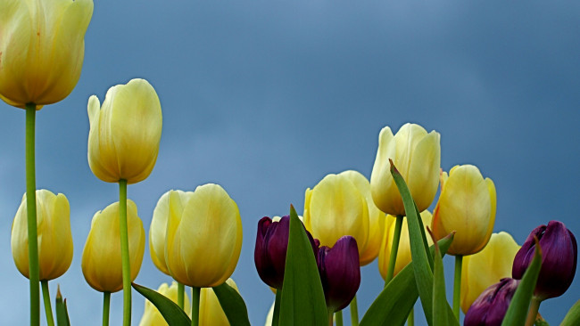 Обои картинки фото цветы, тюльпаны, желтые, феолетовые, крупным, планом, листья, бутоны