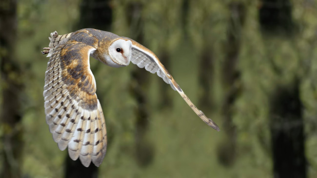 Обои картинки фото животные, совы, barn, owl, птица