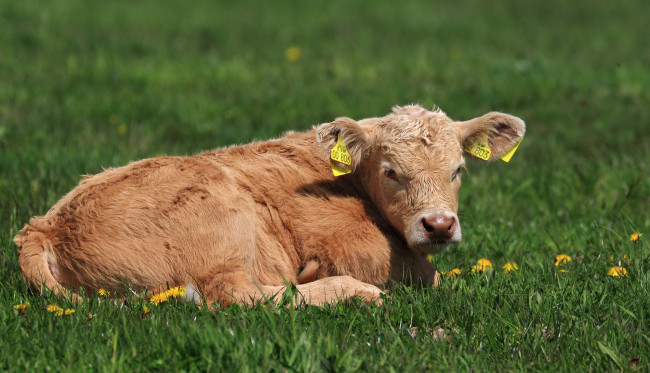 Обои картинки фото животные, коровы,  буйволы, весна, телёнок, одуванчики, луг