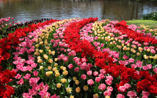 Обои картинки фото цветы, тюльпаны, нидерланды, keukenhof, gardens, сад, пруд, разноцветные