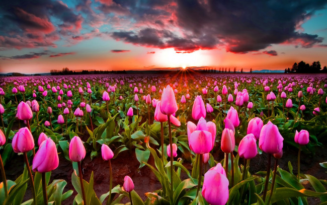 Обои картинки фото цветы, тюльпаны, поле, небо, закат