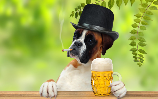 Обои картинки фото юмор и приколы, боксер, шляпа, сигарета, пиво, кружка, лапы, джентельмен, ветки, листья, юмор