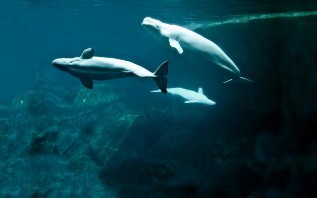 Обои картинки фото животные, дельфины, белухи, вода, камни, океан, море
