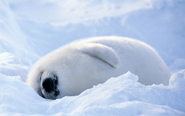 Обои картинки фото животные, тюлени,  морские львы,  морские котики, отдых, сон, белек, снег