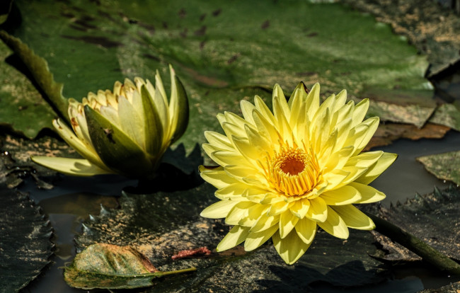 Обои картинки фото цветы, лилии водяные,  нимфеи,  кувшинки, желтая, вода, нимфея, водяная, лилия