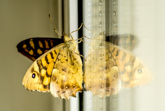 Обои картинки фото животные, бабочки,  мотыльки,  моли, крылья, макро, бабочка, отражение