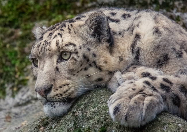Обои картинки фото snow leopard, животные, снежный барс , ирбис