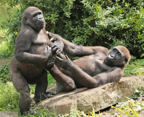 Картинка животные обезьяны обезьяна животное природа зоо