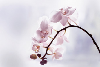 Картинка цветы орхидеи flowers flowering orchids цветение