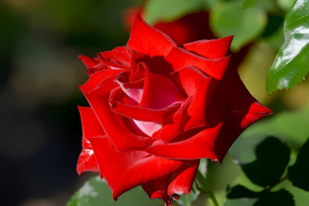 Картинка цветы розы хобби фото роза
