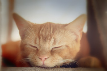 Картинка животные коты кошка спит котёнок коте рыжая морда кот