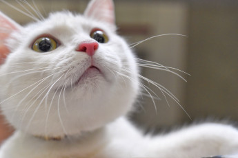 Картинка животные коты кот глаза взгляд усы
