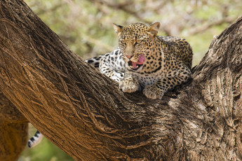 Картинка животные леопарды самбуру африка кения леопард