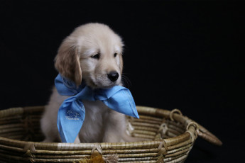Картинка животные собаки корзина косынка фон щенок голден ретривер золотистый собака