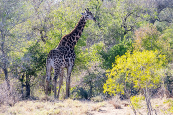 Картинка животные жирафы растения