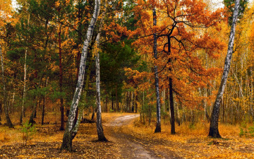 Картинка природа дороги сосны михаил msh тропинка осенние краски березы листья деревья лес