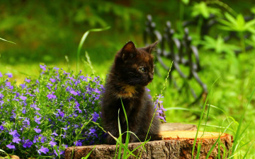 Картинка животные коты котенок черный цвет