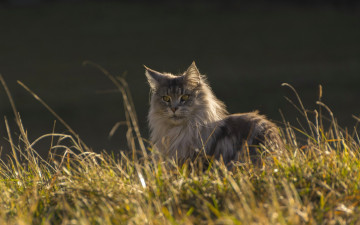 Картинка животные коты растение