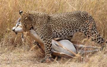 Картинка животные леопарды охота антилопа трава