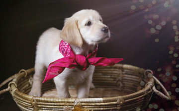 Картинка животные собаки корзина косынка щенок голден ретривер золотистый собака