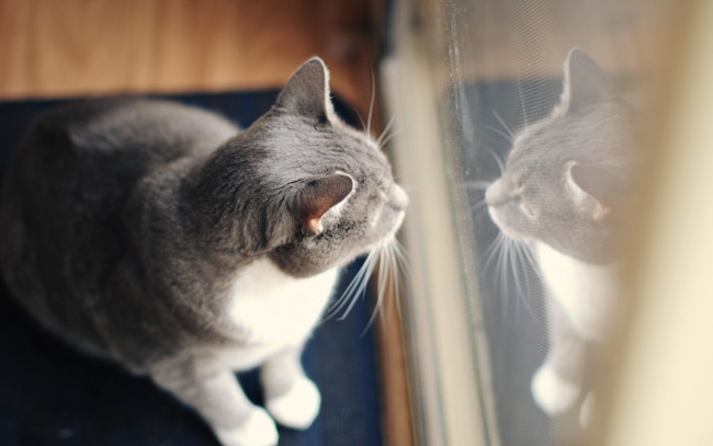 Обои картинки фото животные, коты, отражение, окно