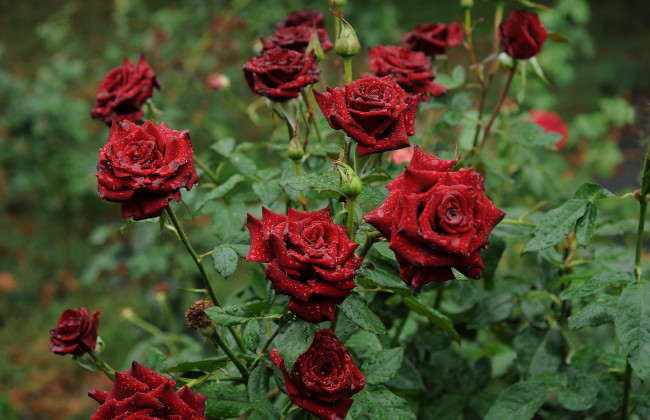 Розы Фото Цветов В Саду