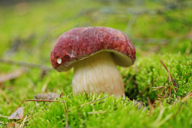 Обои картинки фото природа, грибы, белый, гриб, лес, мох, позитив, сентябрь, съедобные, трофеи