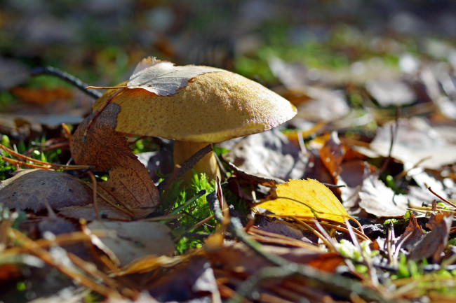Обои картинки фото природа, грибы, трофеи, позитив, октябрь, мох, листья, лес, съедобные