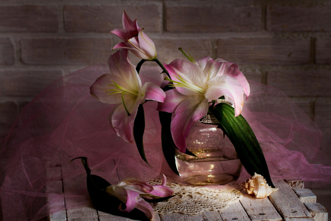 Обои картинки фото цветы, лилии,  лилейники, цветок, утро, натюрморт
